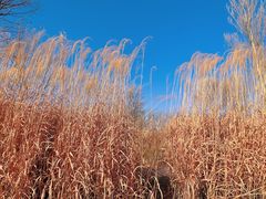 -野鸭湖国家湿地公园