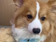-瑞派康怡24h宠物医院·犬猫医疗中心·微创绝育(瑞景分院)