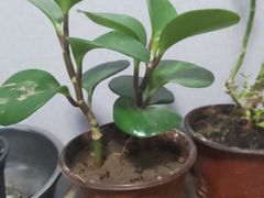 -新南门(地铁站)