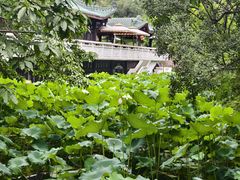 -桂湖森林公园