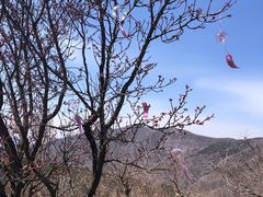 -香山公园
