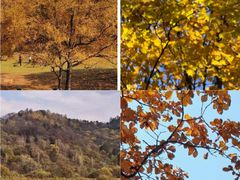 -五营红松林海景区