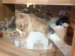 -白兔子密室(长寿路店)