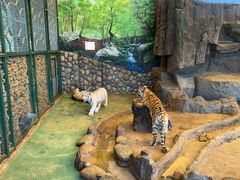 -横道河子东北虎林园