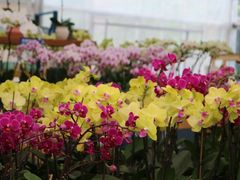 -三圣花乡旅游区