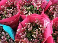 -龙大花卉苗木市场