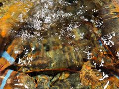 -龙宴海鲜城(经中路店)