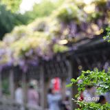 在狮子林遇上梦幻紫