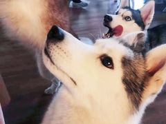 -Husky Go! 哈士奇体验馆·宠物咖啡厅狗咖