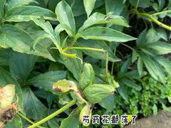 -黑龙江省森林植物园