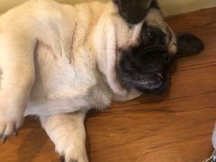 -喜柴咖啡·柴犬狗咖