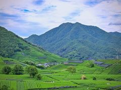 -龙坞茶村