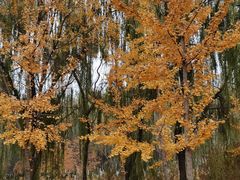 -大兴滨河森林公园