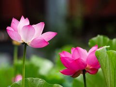 -四川大学(华西校区)