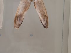 -青岛贝壳博物馆