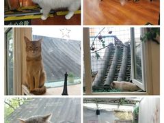 -猫小院猫主题咖啡厅(北锣店)