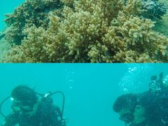 -东姑阿都拉曼海洋公园