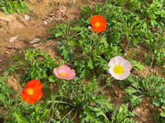 -松山湖梦幻百花洲