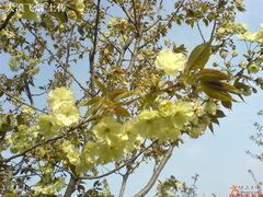 -西安青龙寺遗址景区