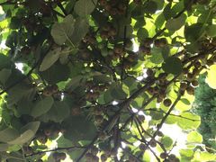 -合肥滨湖国家森林公园