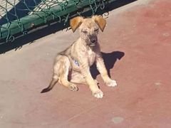 -康乐宝动物医院