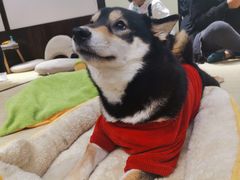 -逗柴咖啡屋·狗咖猫咖宠物桌游