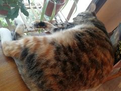 -猫的天空之城概念书店(杭州南宋御街店)