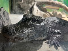 -上海大自然野生昆虫馆