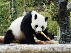 -卧龙中华大熊猫苑神树坪基地