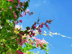 -广西壮族自治区药用植物园