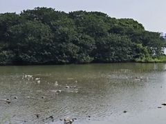 -海珠湖公园