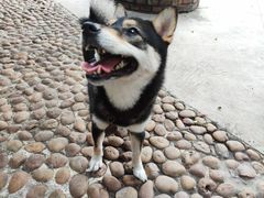 -柴犬高等学院·狗咖·柴犬售卖·宠物训练