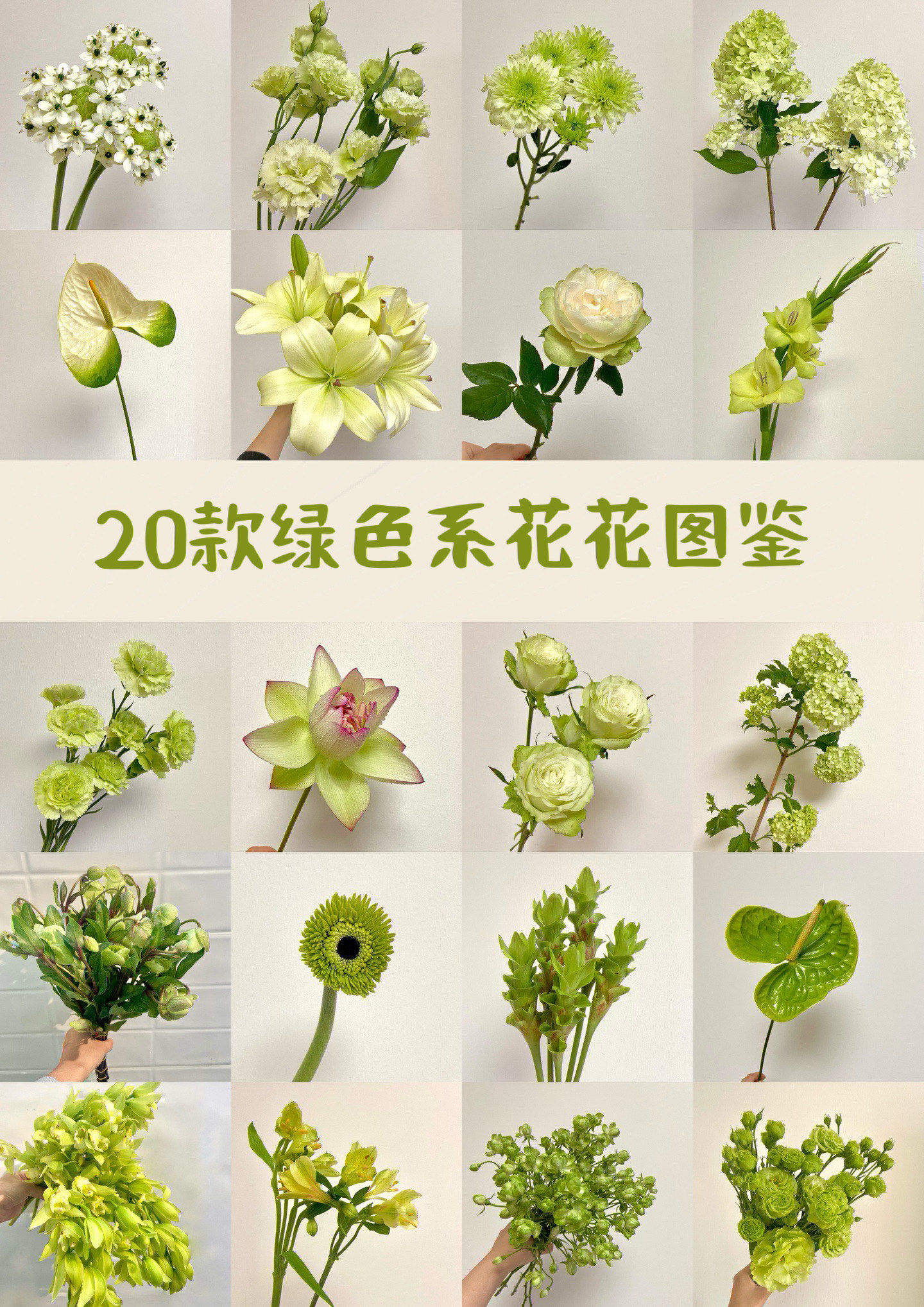 20款绿色系花花合集 有你钟意的一抹绿吗?