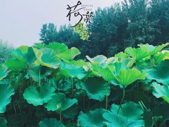 -合肥滨湖国家森林公园