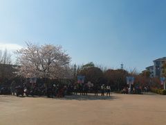 -高东镇樱花园