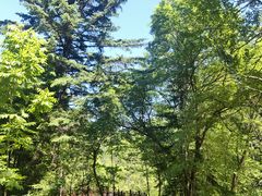 -五营红松林海景区