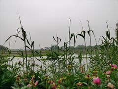 -梁鸿国家湿地公园