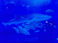 -烟台海昌鲸鲨海洋公园