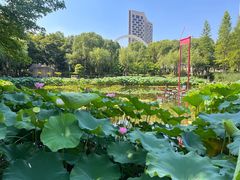 -陈家山荷花公园