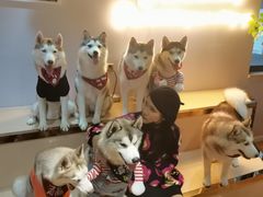 -Husky Go! 哈士奇体验馆·宠物咖啡厅狗咖