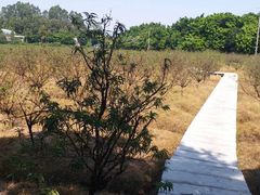 -南国桃园旅游度假区