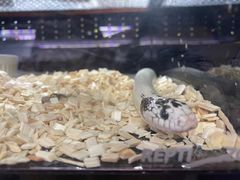 -花鸟鱼虫鲜花绿植市场(玉泉路店)