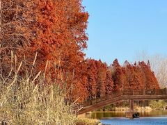 -溱湖国家湿地公园