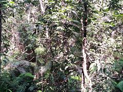 -热带雨林自然公园