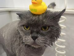 -老吴的猫·猫舍(新区店)