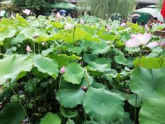 -渭南桃花源民俗文化园