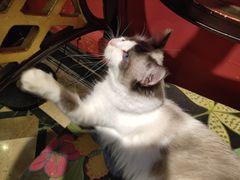 -猫色咖啡·猫咖
