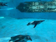 -帝企鹅自助餐厅•儿童岛•真企鹅(长隆企鹅酒店)