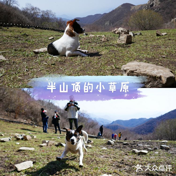 带着毛孩子🐶去灵山露营⛺️体验季节变化吧[加油]