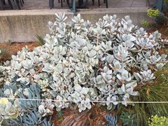 -墨尔本皇家植物园